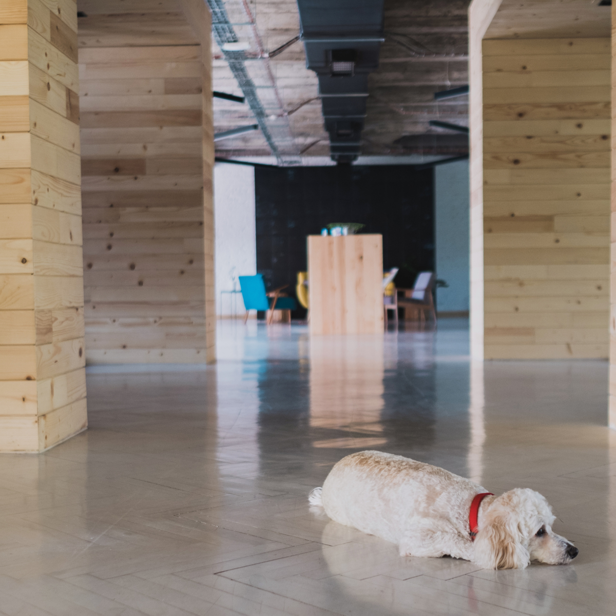 Pet-Friendly Cleaning Products